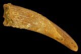Fossil Pterosaur (Siroccopteryx) Tooth - Morocco #127705-1